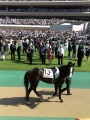 イスラボニータ　2014 Japanese Derby